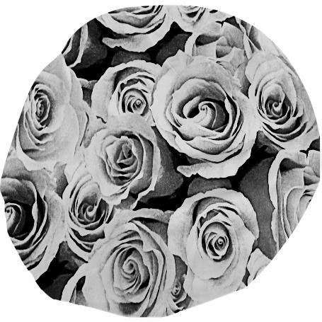 Roses in black and white