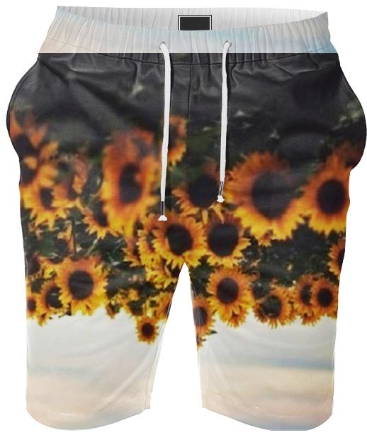 sunflowers