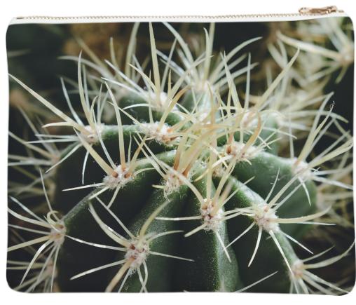 Cactus Close Up