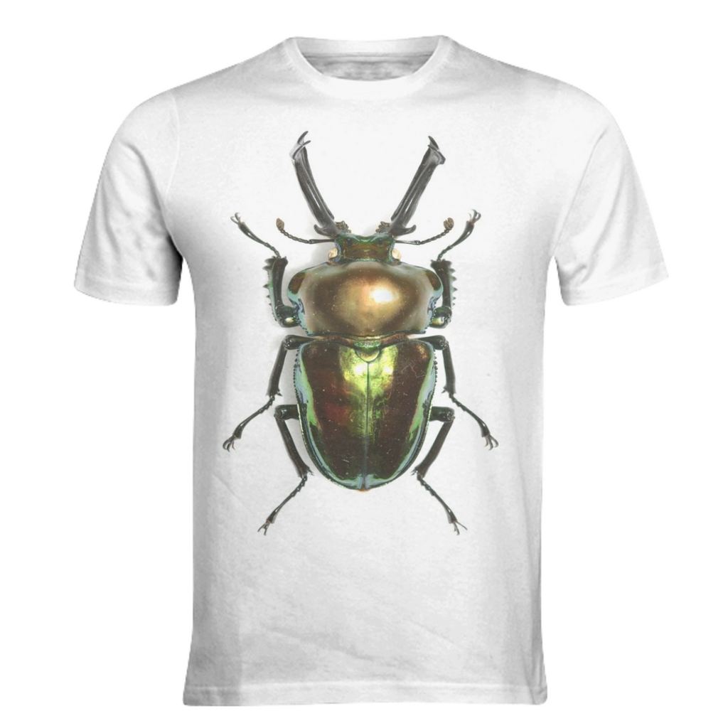 Scarab insect animal zoology