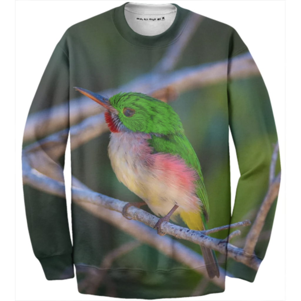 Broad-billed Tody perched