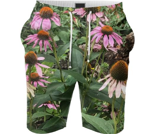 echinacea shorti