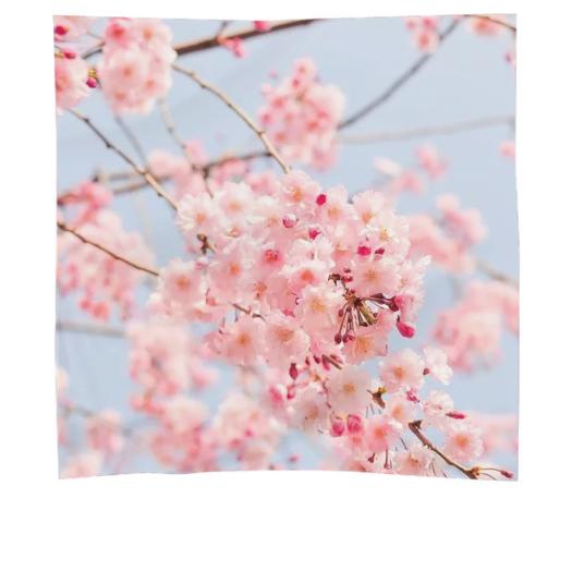 Pink Japan Cherry Blossom