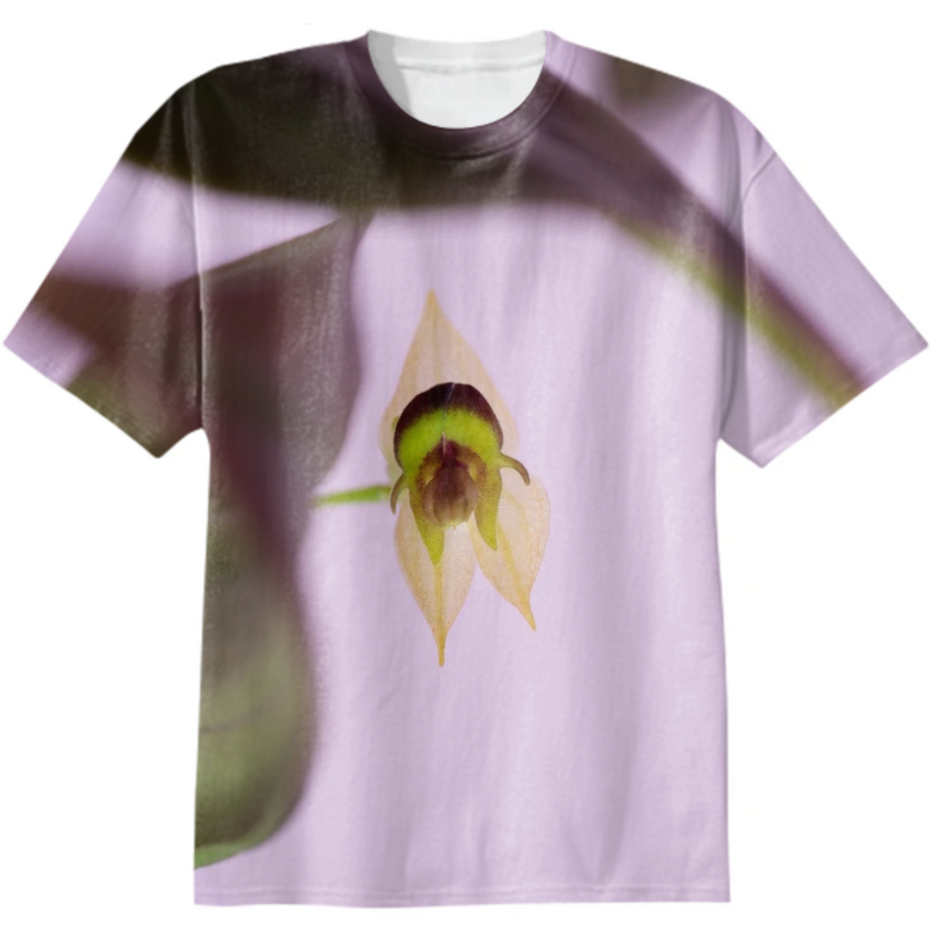 Lepanthes agglutinata 1 (vmol editions orchids)