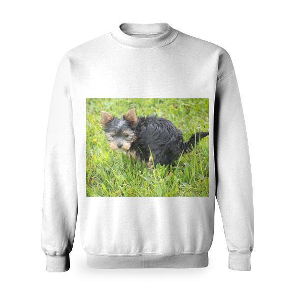 Yorkshire Terrier Puppy On Green Grass Field Basic Sweatshirt