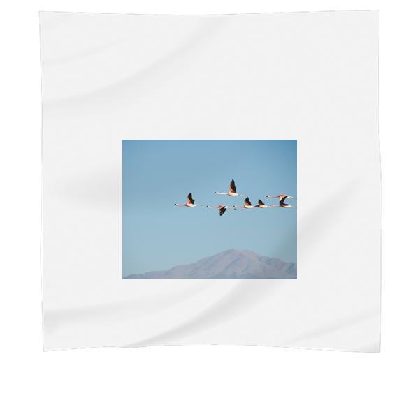 Birds Flying During Daytime Scarf