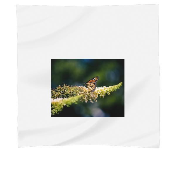 Nature Animal Insect Butterfly Scarf