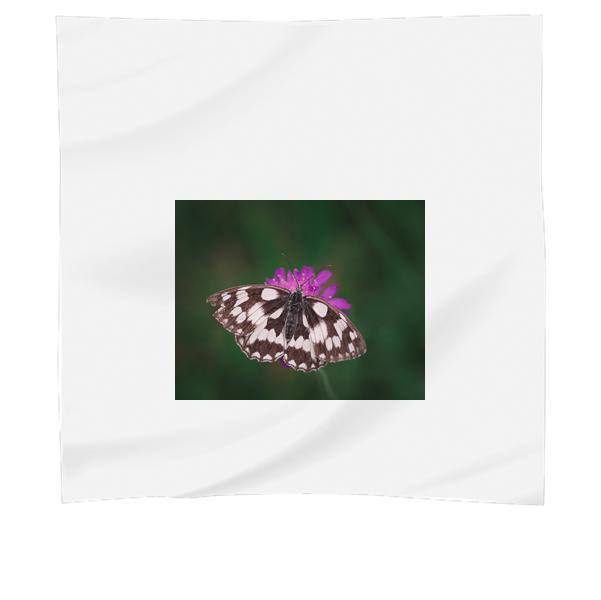 Tilt Shift Photography Of Black And White Butterfly Scarf