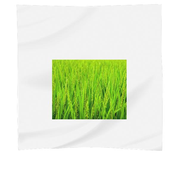 Green Wheat Field During Daytime Scarf