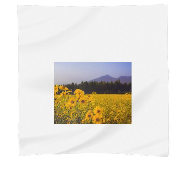 Nature Photography Of Sun Flowers Blooming Scarf