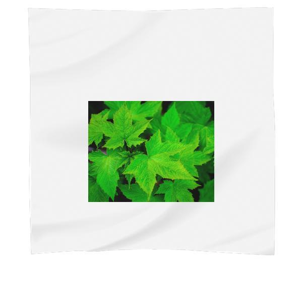 Nature Plant Leaf CloseUp View Scarf