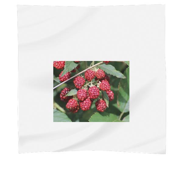 Red Raspberries In Shallow Focus Lens Scarf
