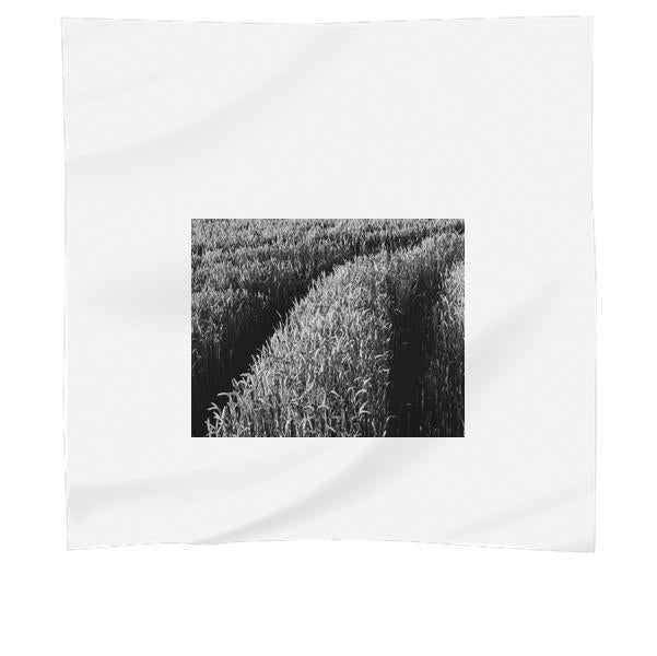 Grayscale Corn Fields During Daytime Scarf