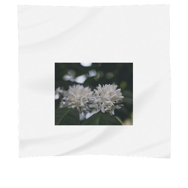 White Flower In Shallow Focus Lens Scarf