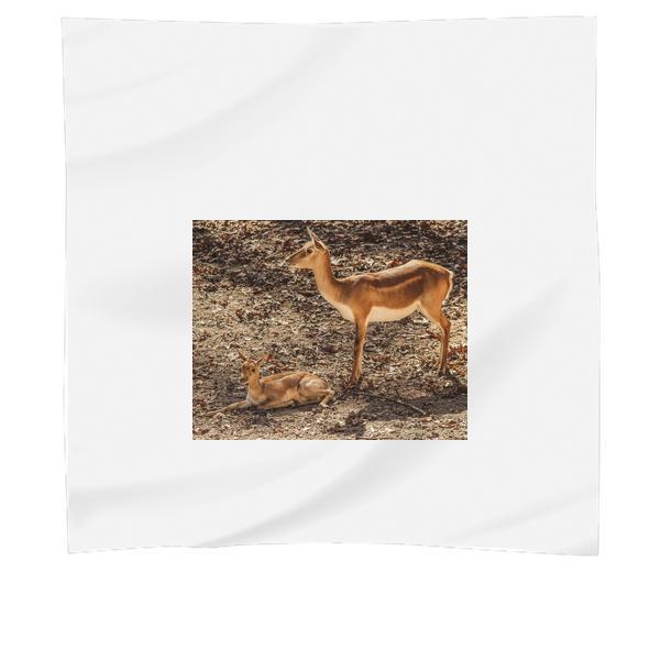 Nature Animal Wildlife Mammal Scarf