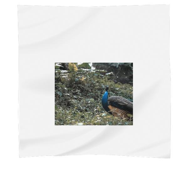 Blue Peacock On Green Grass Field During Daytime Scarf