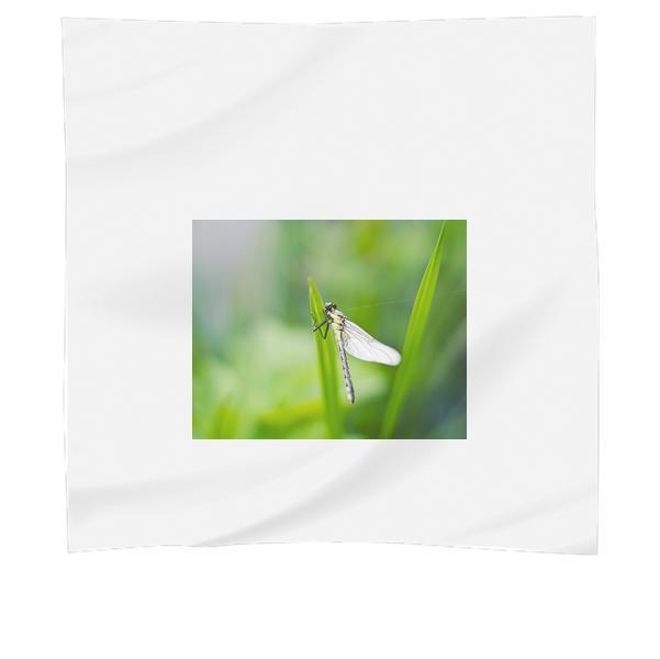 Nature Insect Dragonfly Closeup Scarf