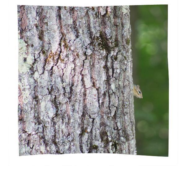 Grey Squirrel On The Tree During Daytime Scarf