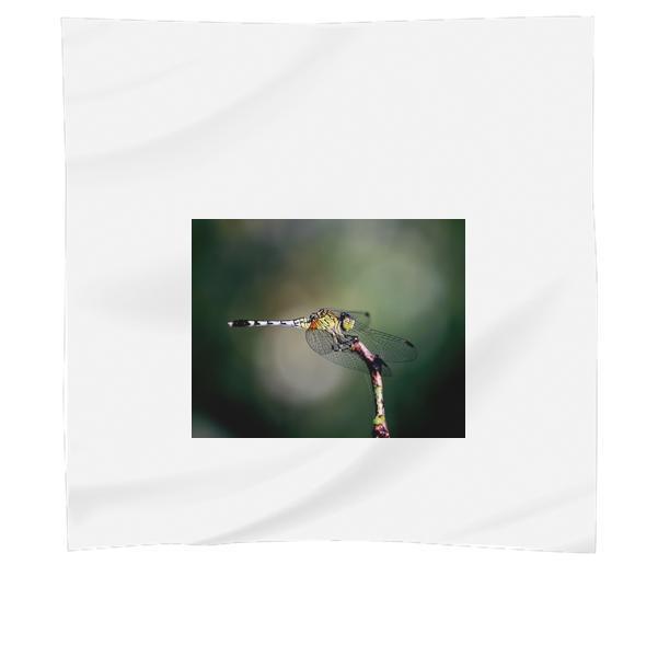 Nature Animal Insect Dragonfly Scarf