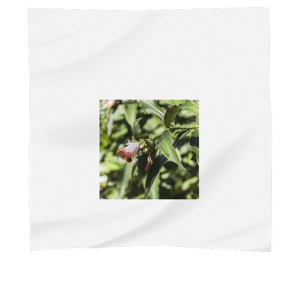 Pink Flower Tree In Bloom During Daytime Scarf