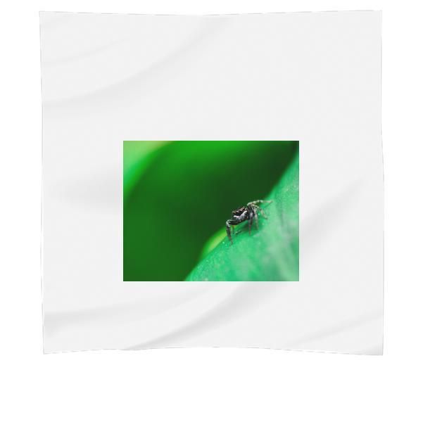 Shallow Focus Photography Of Black Spider Scarf
