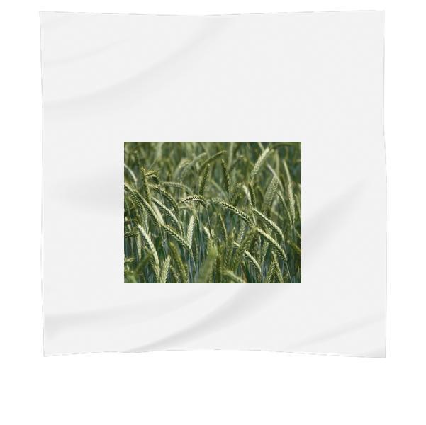 Nature Field Grass Meadow Scarf