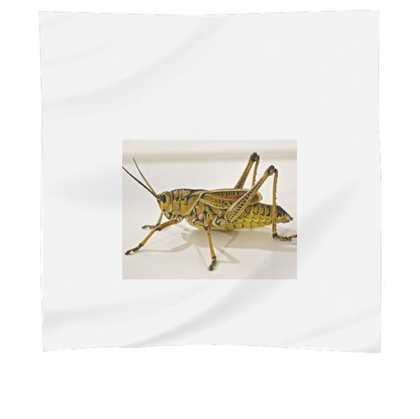 Green Grasshopper CloseUp Photo Scarf