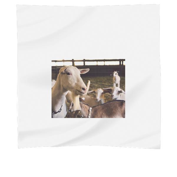 Animals CloseUp Goats Domestic Scarf