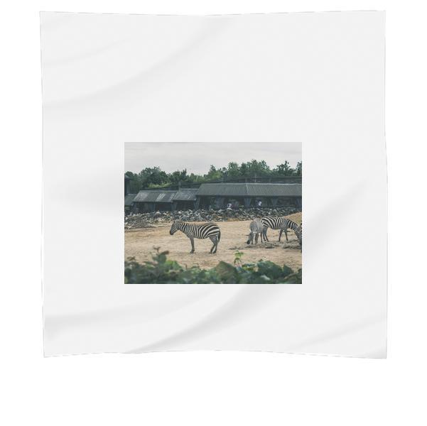 Africa Animals Zoo Zebras Scarf