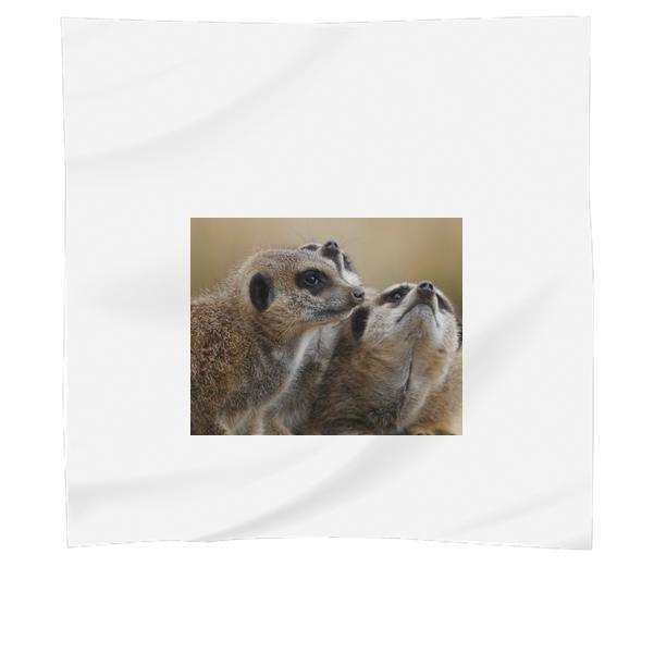 Animals Wild Mammals Meerkats Scarf