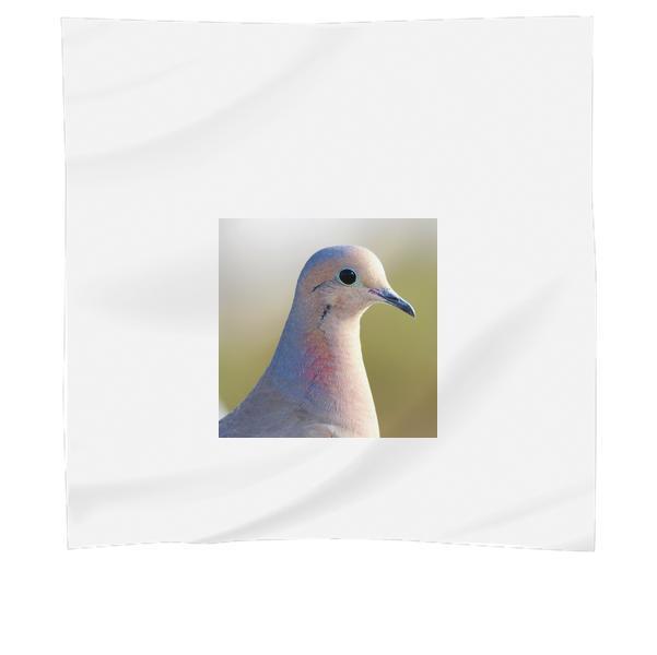 Shallow Focus Photography Of White Blue And Orange Bird Scarf