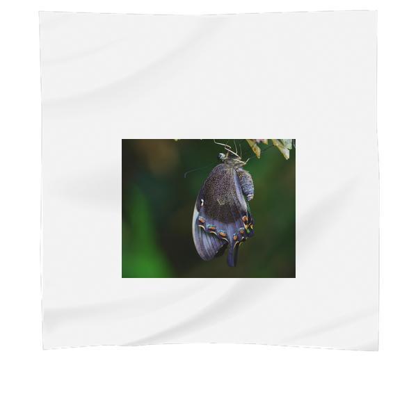 Animal Insect Macro Butterfly Scarf