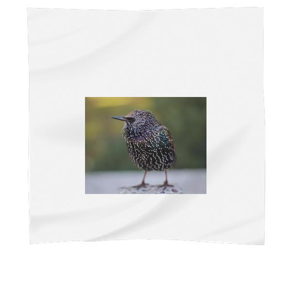 Shallow Focus Photography Of Black And Teal Bird Scarf