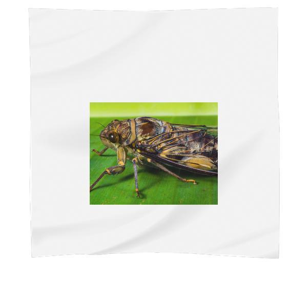 Animal Insect Close Cicada Scarf