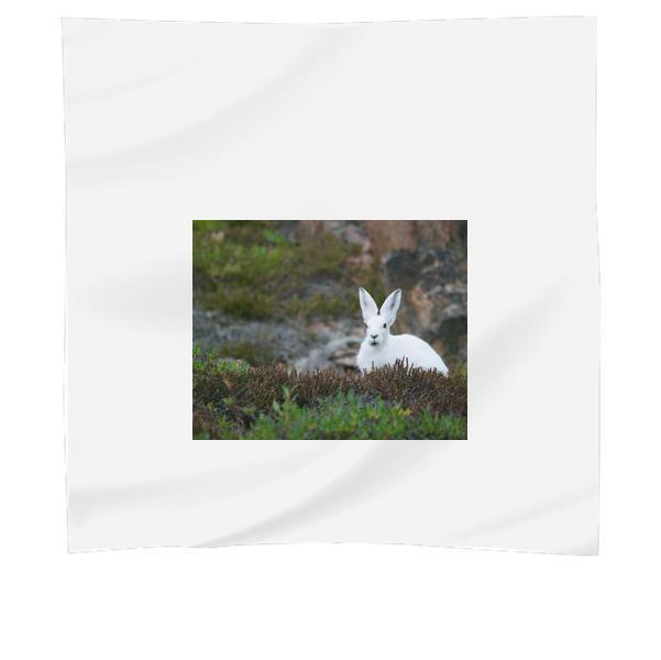 White Rabbit On Brown And Green Grass Field During Daytime Scarf