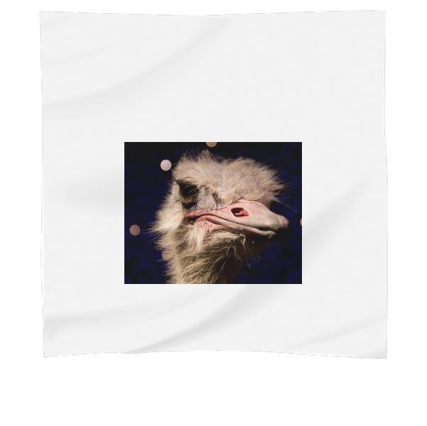 Bird Animal Africa Wilderness Scarf