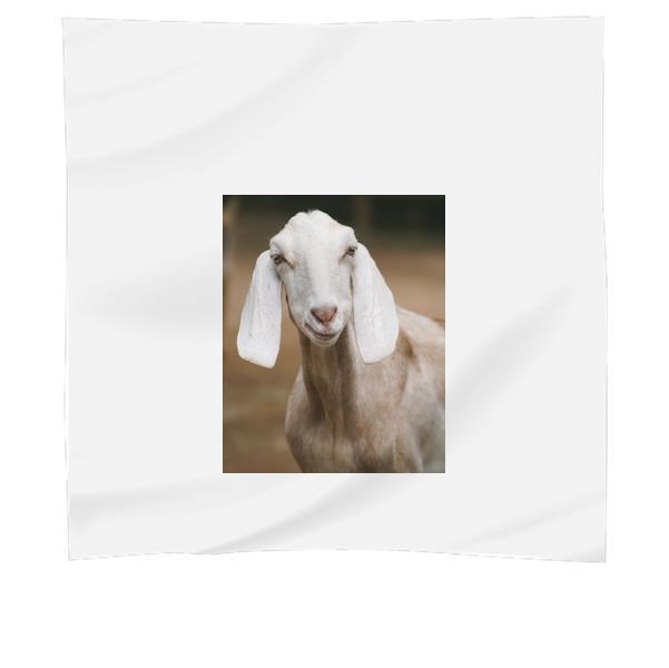Animal Mammal Domestic Goat Scarf