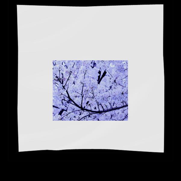 White Leaf Tree During Daytime Scarf