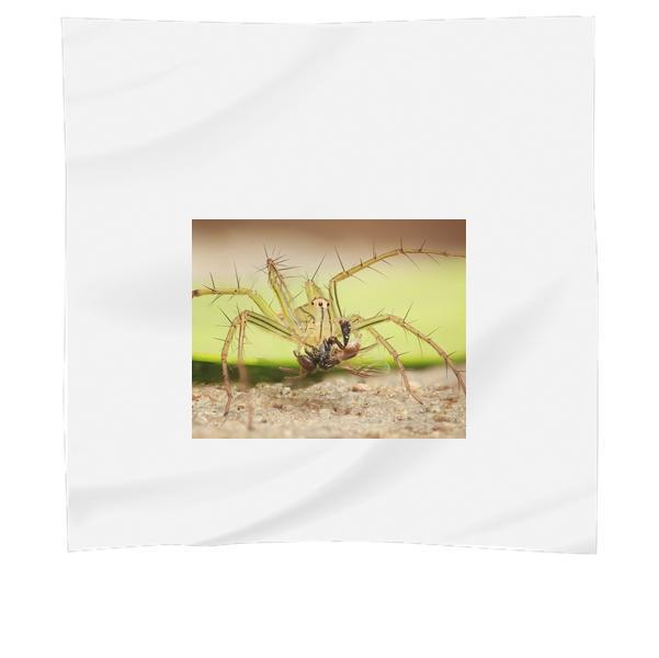 CloseUp Of Insect On Plant Scarf