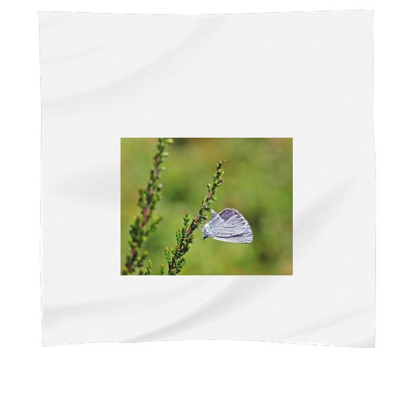 Shallow Focus Photography Of Blue Butterfly Scarf