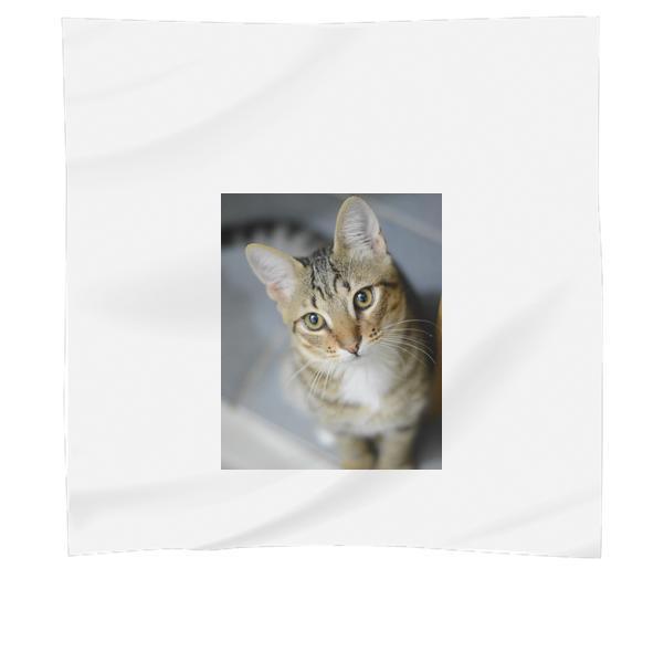 Gray Tabby Cat Scarf
