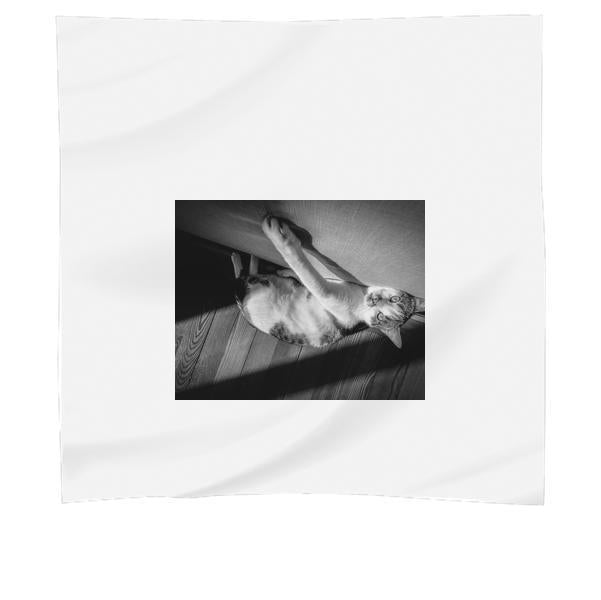 Grayscale Photo Of Cat Laying On The Floor Scarf