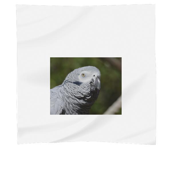 Close Up Photography Of Gray Bird During Daytime Scarf