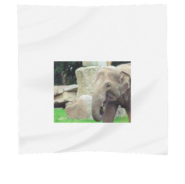 Animal Africa Zoo Mammal Scarf