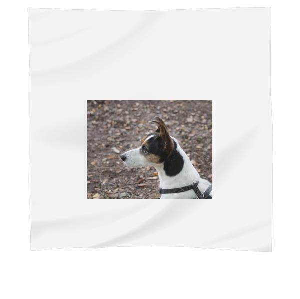 White And Brown Dog On Sand During Daytime Scarf