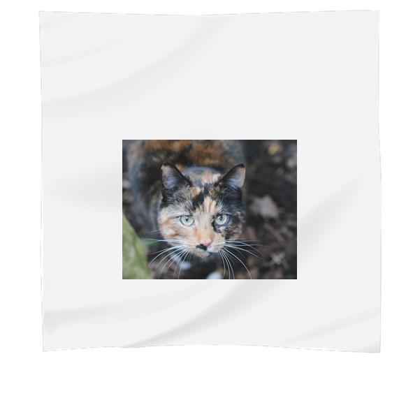 Cat In Selective Focus Photography During Daytime Scarf