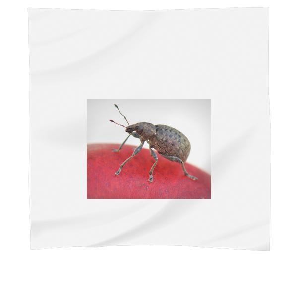 Animal Insect Beetle Bug Scarf