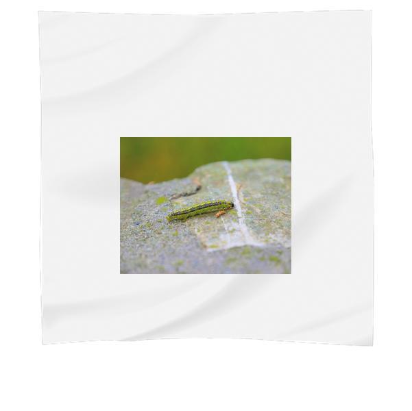 Animal Insect Macro Caterpillar Scarf
