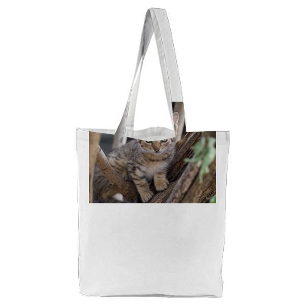 Brown Tabby Kitten On Tree Branch Tote Bag