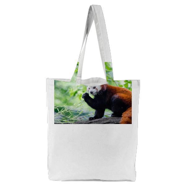 Brown And White Bear On Tree Branch During Daytime Tote Bag
